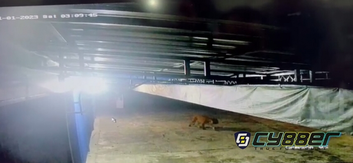Harimau Sumatera Tertangkap CCTV Berkeliaran di Sekitar Perumahan Warga