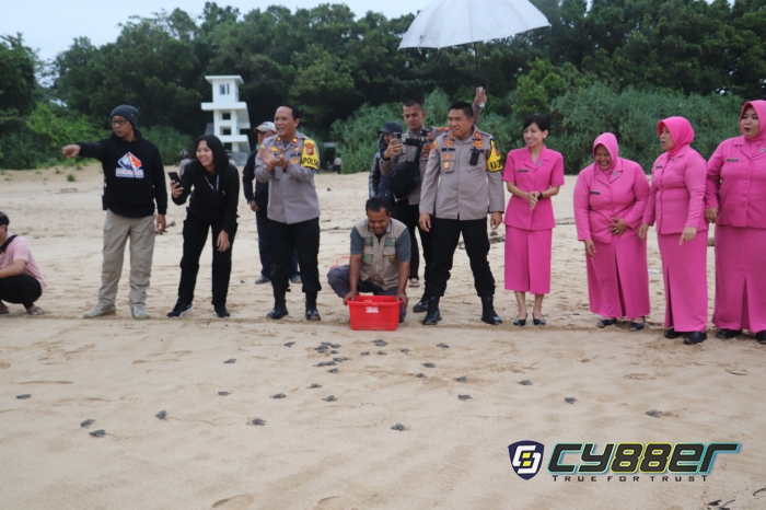 Kunjungi Konservasi Penyu di Ciracap, Kapolres Sukabumi Lepaskan Tukik