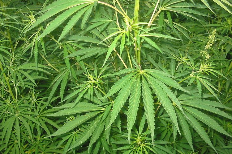 Tanam Ganja, AR Diciduk Polisi