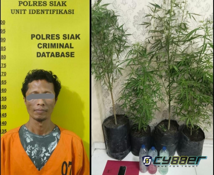 Miliki Tanaman Ganja, Pria Tua Ditangkap Polres Siak 