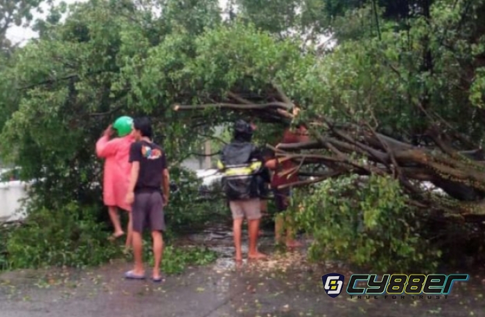 Hujan Deras Akibatkan Pohon Tumbang di Kemang Kabupaten Bogor