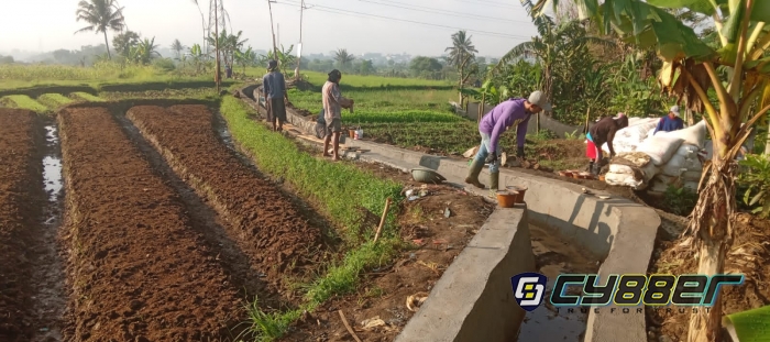 Para Petani Anggota P3A Cisalada, Bersyukur Adanya Program P3-TGAI