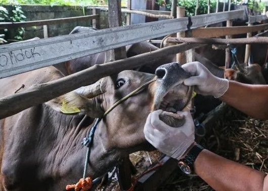 Periksa Kesehatan Hewan Kurban, DKP3 Kota Sukabumi Temukan Belasan Sapi Terjangkit PMK dan LSD