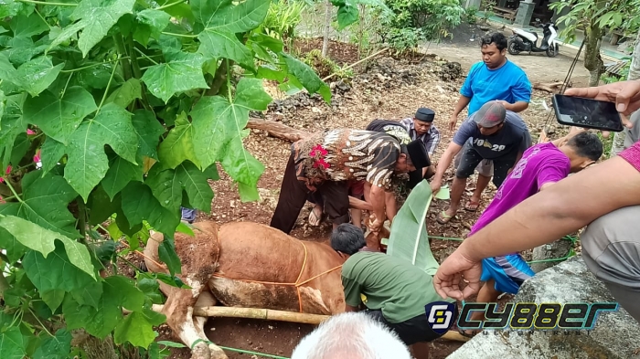 Hari Raya Idul Adha  1444 H, Warga Walikangin Gelar Memotong Hewan Qurban