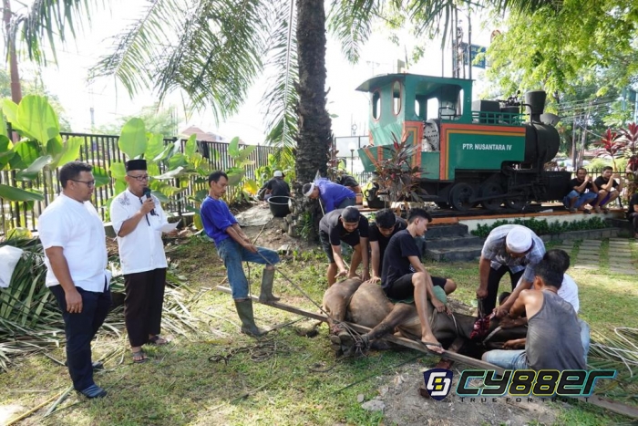 Rayakan Idul Adha, PTPN IV Sembelih 657 Ekor Hewan Kurban Untuk Masyarakat