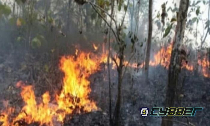 Taman Nasional Tesso Nilo Kebakaran, Dua Warga Diamankan Polres Pelalawan