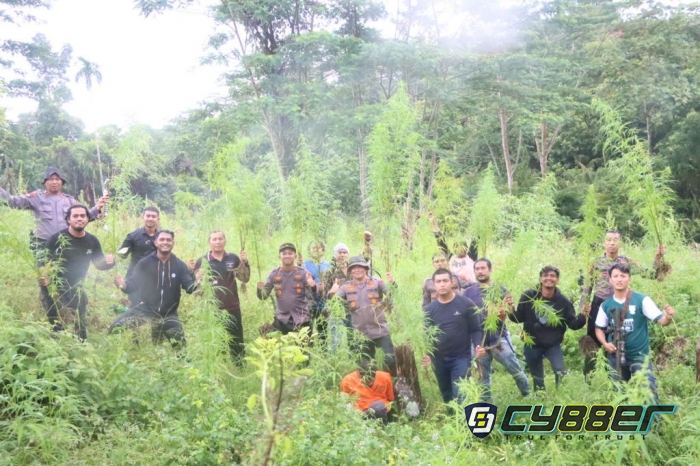 Polres Aceh Utara Kembali Musnahkan Ladang Ganja di Sawang