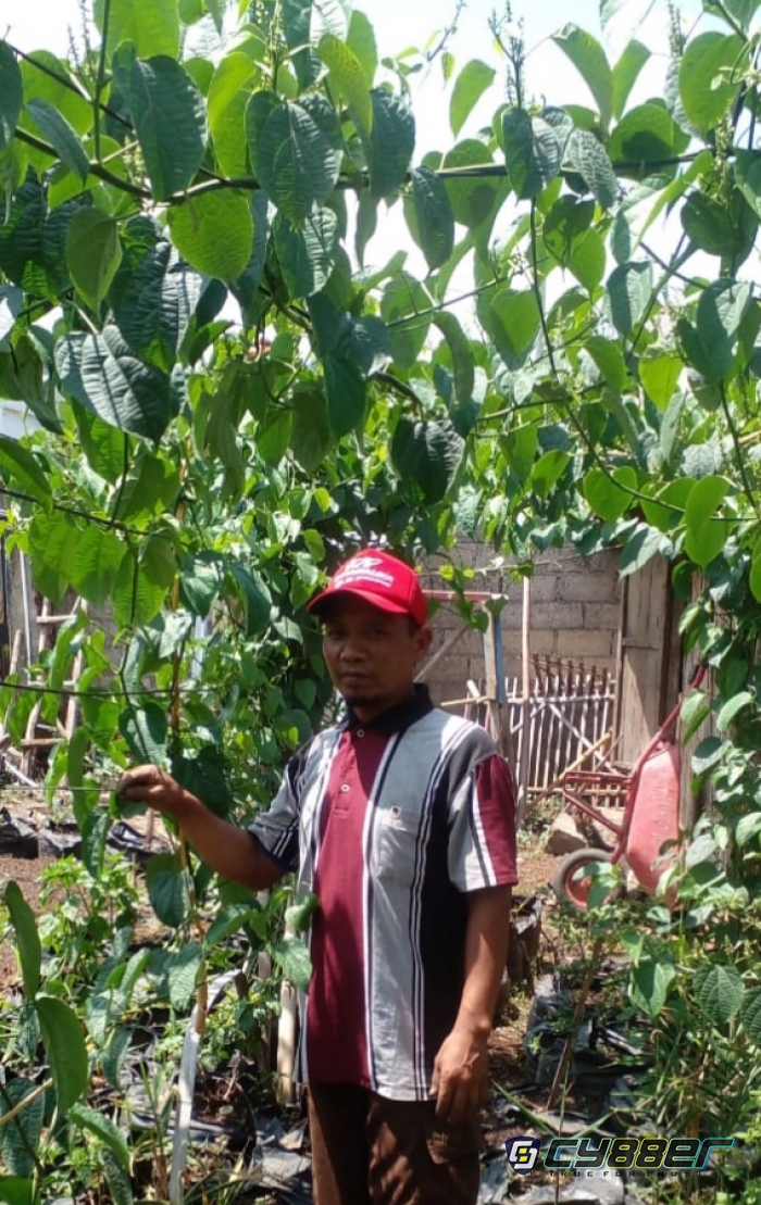 Memiliki Potensi Ekonomi yang Sangat Bagus, Kacang Sacha Inchi Mulai Dikembangkan di Kabupaten Sumedang