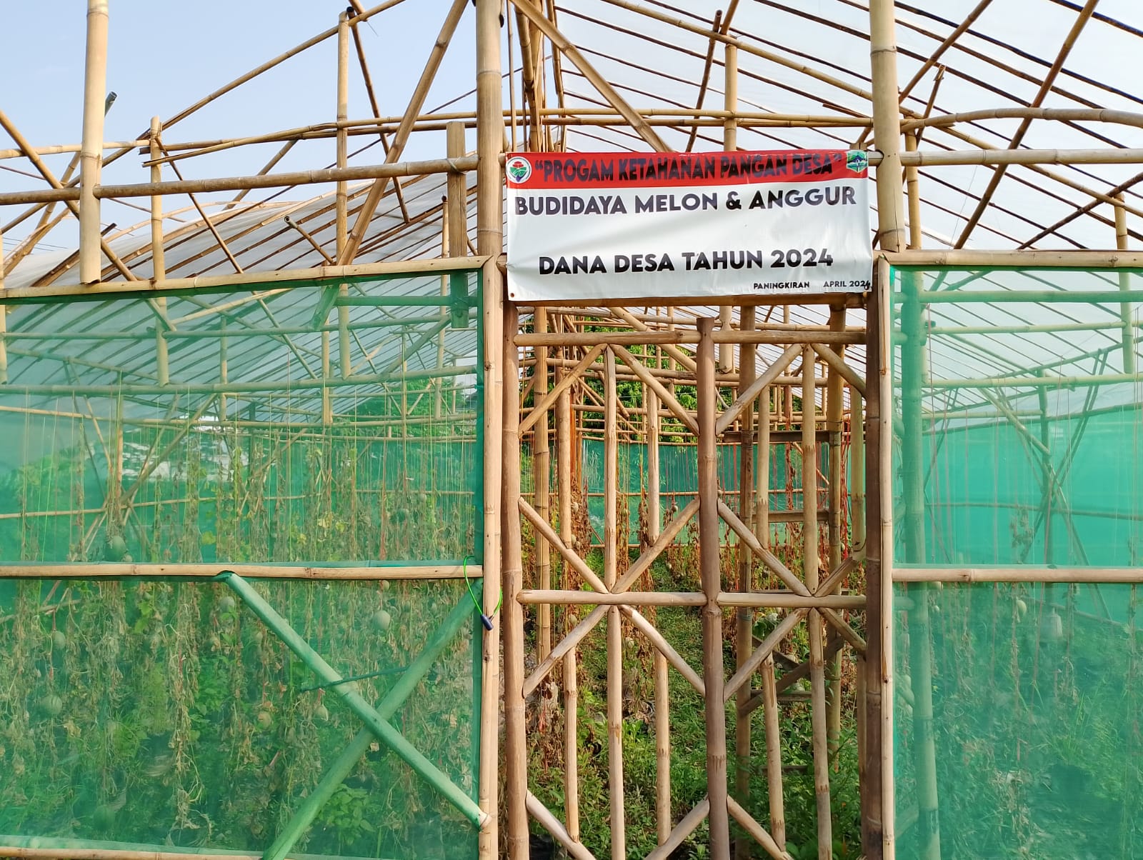 Program Ketahanan Pangan Budidaya Melon dan Anggur di Desa Paningkiran Majalengka Dinilai gagal Serta Tak Transparan, Kata Sekdes: "Terkait Anggaran Itu Rahasia Desa”