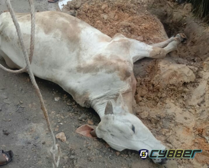 Lembu Tewas Terperosok Akibat Galian Kabel FO di Labura