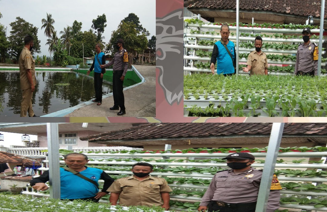 Bhabinkamtibmas Desa Cibeureum Wetan, Sambang Ke Petani Sayuran Lembur Tangguh Tampomas Lodaya