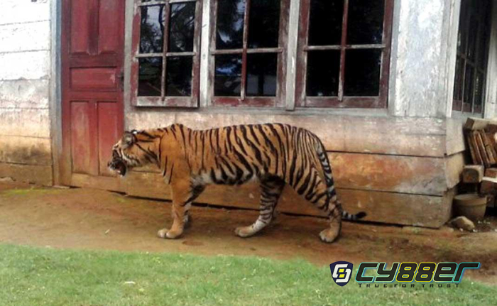 Warga Pulau Burung Inhil Diteror Harimau, BBKSDA Riau Kirim Kandang Perangkap
