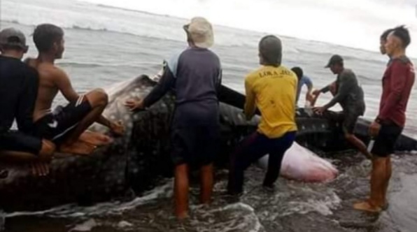 Paus Raksasa Terdampar di Pantai Ciwidig, Warga Ramai Ramai Potong Dagingnya
