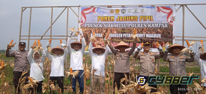 Panen Perdana, Koppsa M Kombinasikan Jagung Pipil dan Hortikultura