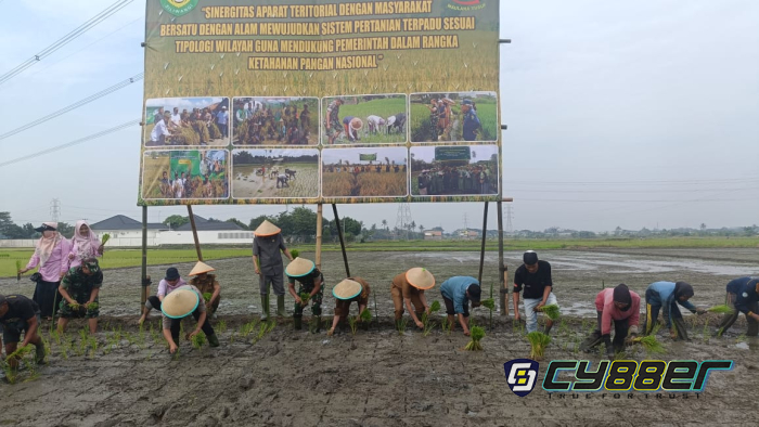 Sinergitas TNI dan Masyarakat Wujudkan Pertanian Terpadu di Cilegon Dukung Ketahanan Pangan Nasional