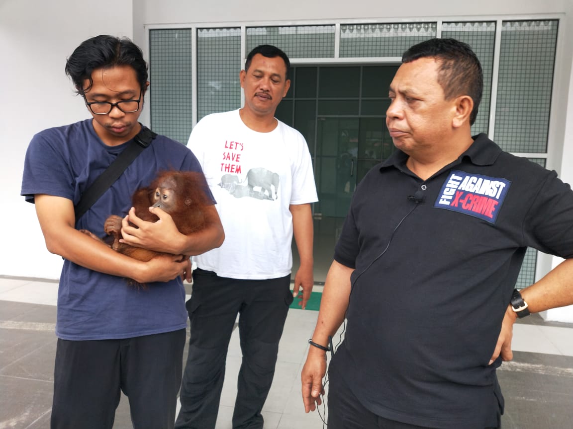 Balai Gakkum dan KSDA Riau Amankan Seekor Orang Hutan dari Sumatera Utara Menuju Sumbar