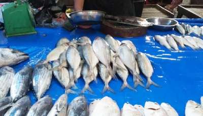 Lebaran ke Tiga Di Pasar Palapa, Pekanbaru Harga Ikan Menggila