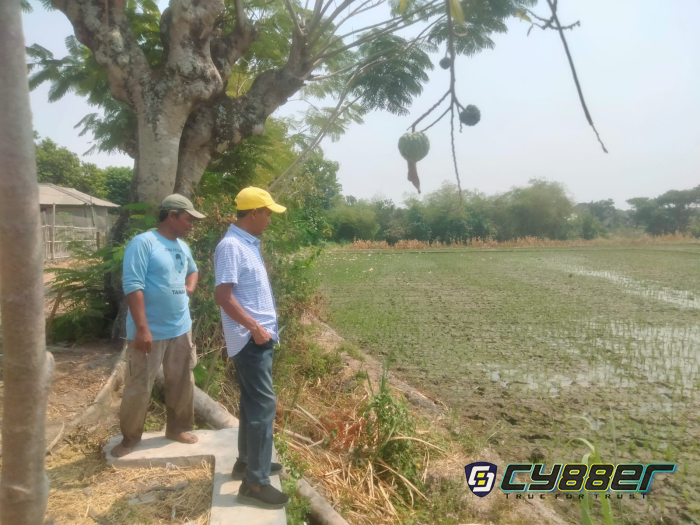 Cek Demplot di Delanggu dan Bayat, Basuki Effendi: Golkar Serbu Desa Per Desa 1 Hektare Tancap Gas!