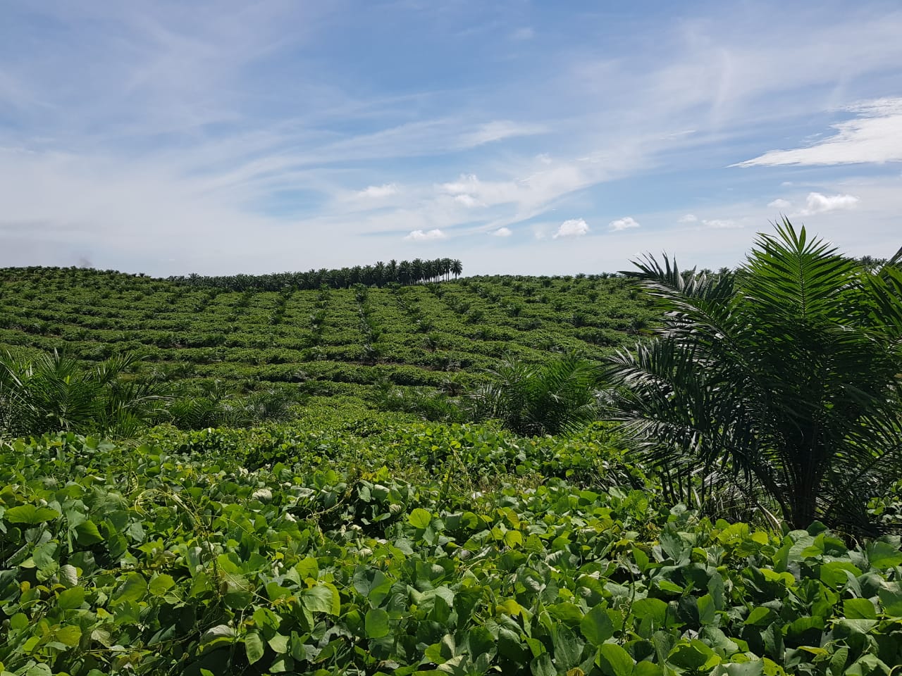 Sawitnya Diremajakan dan Belum Panen, Petani Plasma PTPN V  Tetap Bergaji