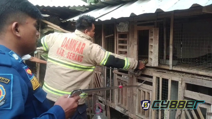 Banyak Ternak Hilang, Warga Dikagetkan dengan Keberadaan Ular Sanca Sepanjang 4 Meter
