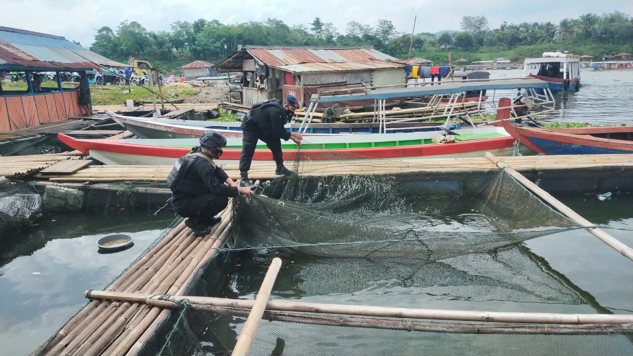 Jaga Kestabilan Pangan, Sat Brimob Polda  Jabar Gandeng Masyarakat Budidaya Ikan Air Tawar