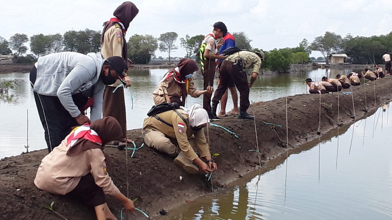 Gerakan Pramuka Kwartir Cabang Indramayu Tanam Seribu Mangrov