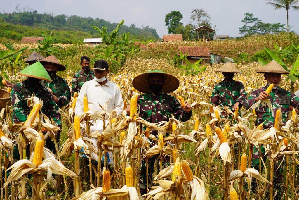 Danrem 062/TN Melaksanakan Panen Perdana Jagung Hibrida di Lahan Biis 44 Wilayah Kodim 0610/Sumedang