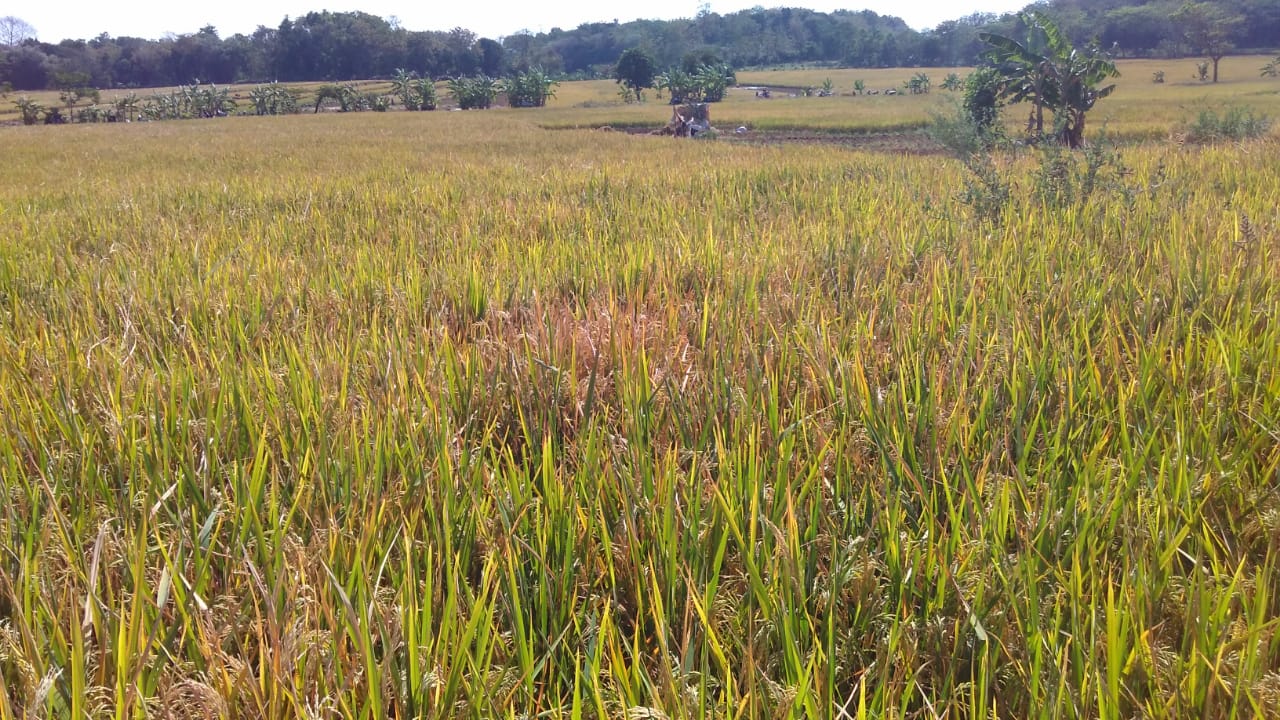 Sulitnya Pupuk Bersubsidi Dikeluhkan Petani Asal Sedong Cirebon