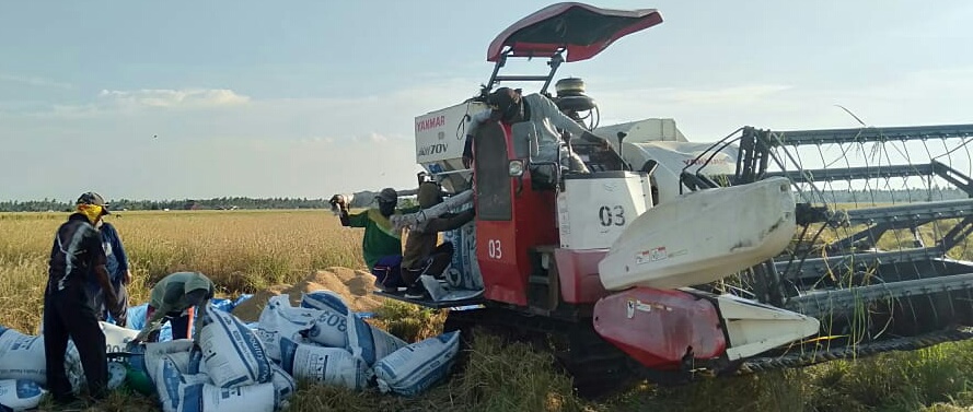 Galakkan Program Ketahanan Pangan Nasional, Hasil Gabah Petani di Kuala Kampar Tidak Laku