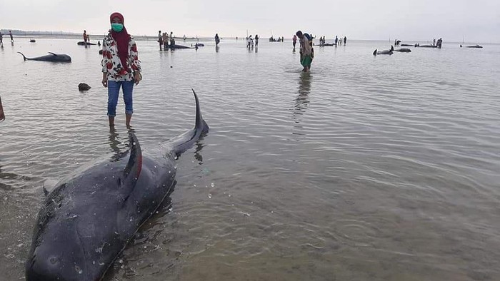 Sekitar 100 Paus Terdampar di Pantai Bangkalan Madura