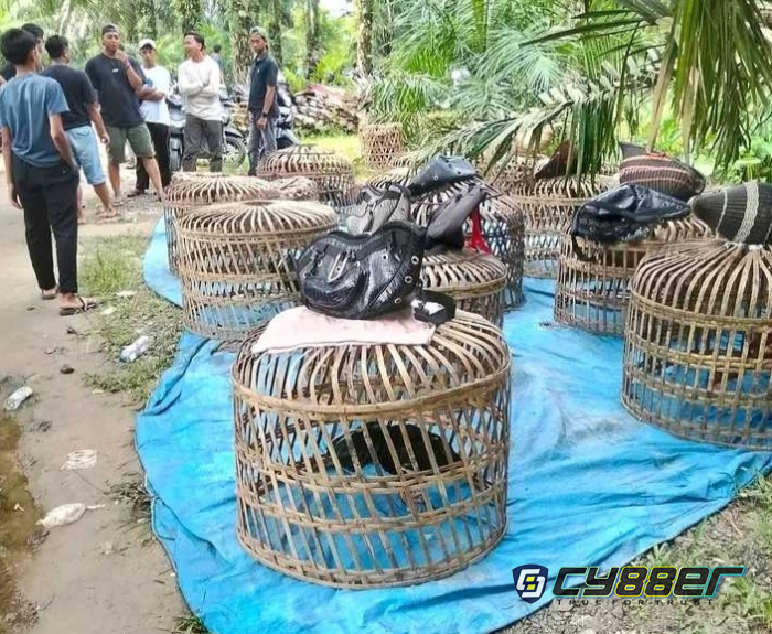 Sorotan Telaga Sari: Jejak Eks Pengelola Judi Kutalimbaru Edy alias Sembiring Buka Arena Dadu & Sabung Ayam di Telaga Sari, Pejabat Polrestabes Bungkam, Kapolsek Sunggal Blokir WA