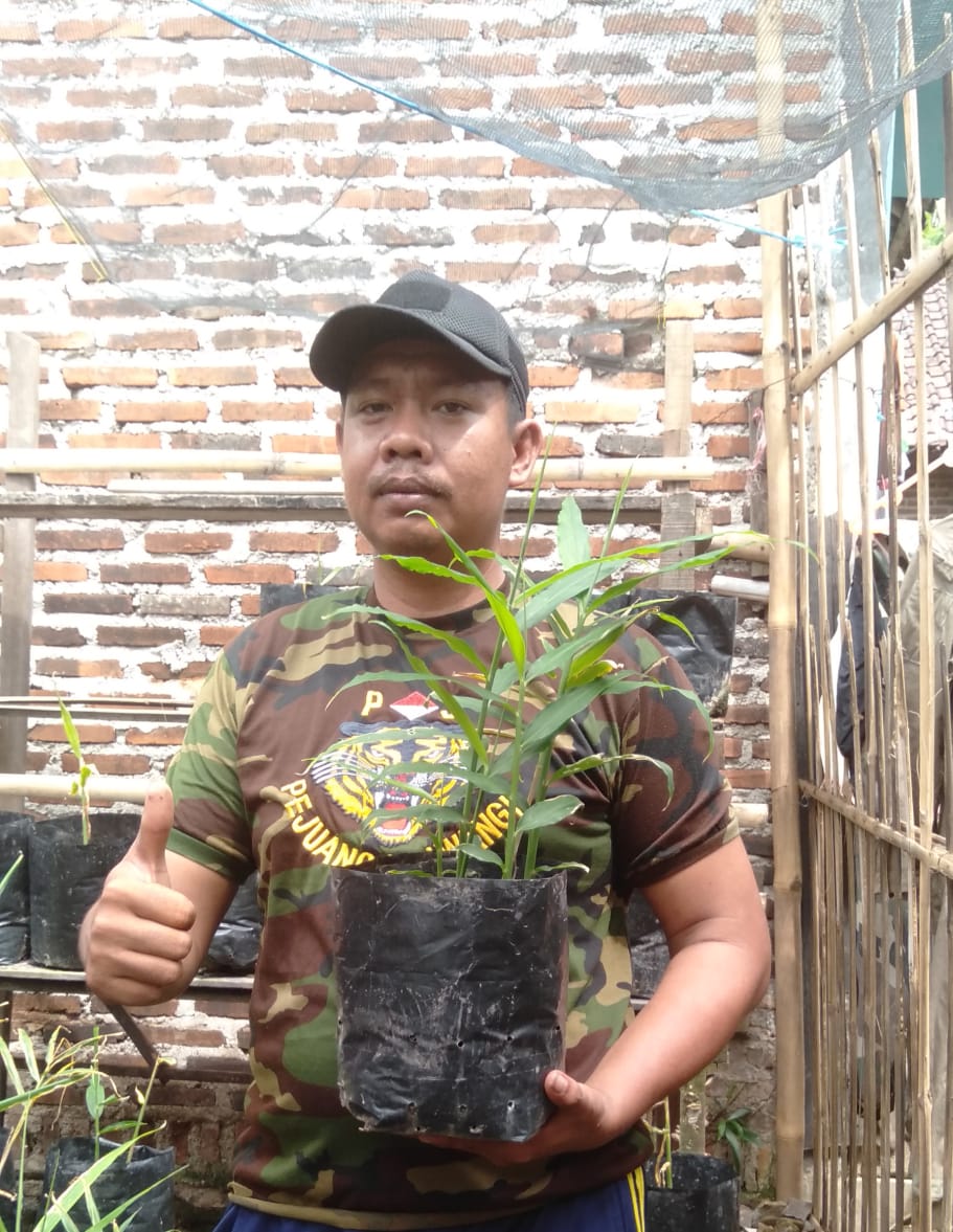 Banyak Manfaat dari Jahe Merah, Asep Saeful Gagas Kelompok Tani Jahe Merah di kota Cilegon