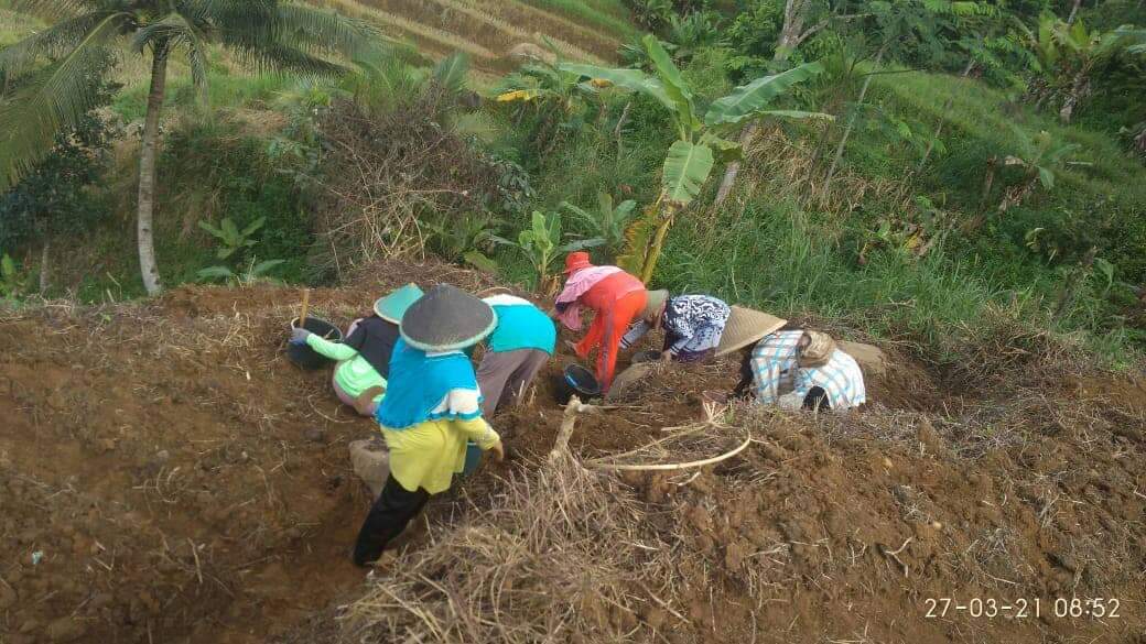 Penanaman Jahe Merah oleh Kelompok Tani Milenial Karya Muda Desa Tambaksari Kecamatan Wanareja 