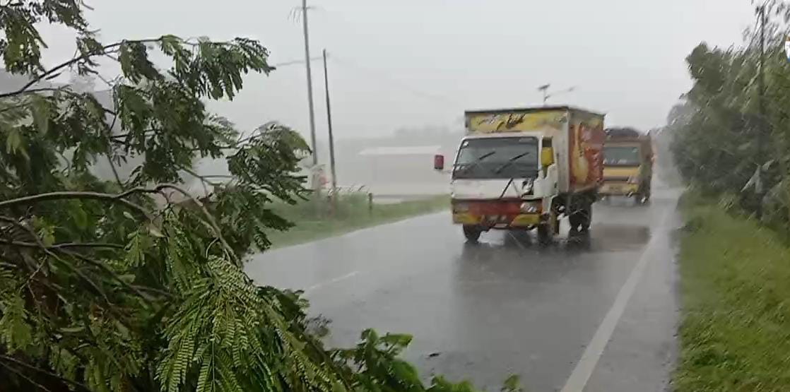 Wanareja Dilanda Hujan Angin, Satu Pohon Besar Tumbang ke Jalan. 