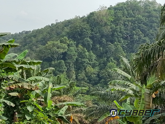 KORSA Dukung Tegas Langkah DPRD Sukabumi Tertibkan Perizinan Perkebunan Sawit, Negara dan Rakyat Dirugikan Pemegang HGU