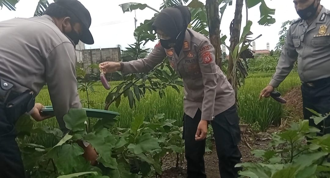 Jaga Ketahanan Pangan, Polres Majalengka Polda Jabar Beserta Anggota Panen Raya Sayuran di Lingkungan Polsek Cigasong