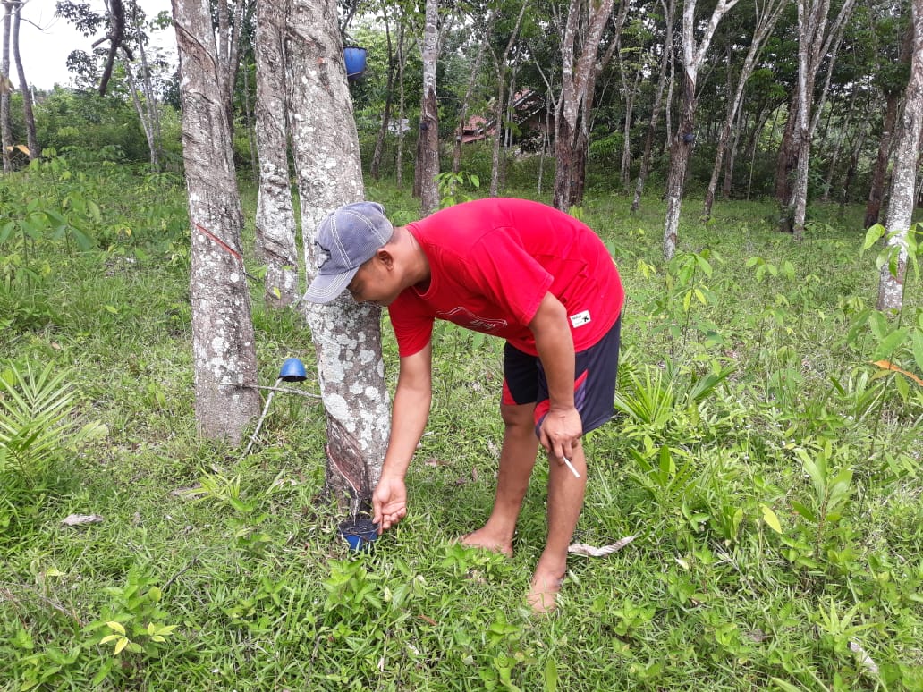 Harga getah karet di mesuji, lumayan bagus pekebun karet senang