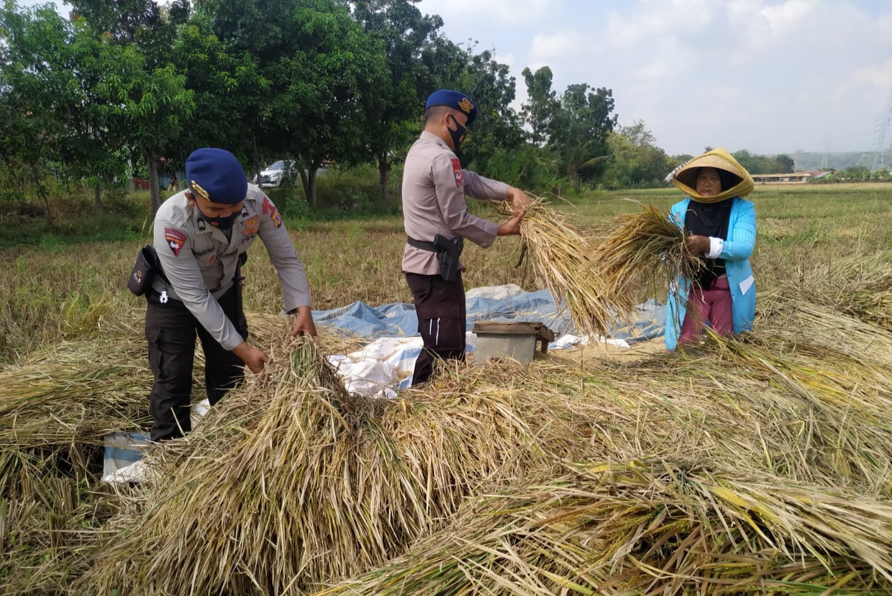 Dukung Ketahanan Pangan Nasional Sat Brimob Polda Jabar Bantu Petani Cirebon Panen Padi