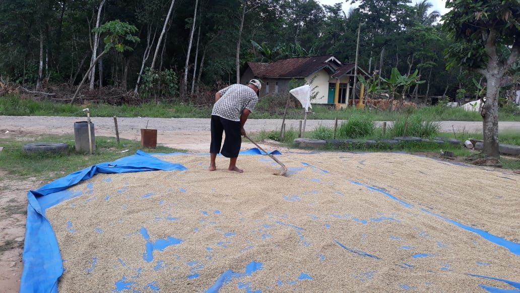 Rendahnya Harga Jual Gabah di Kabupaten Mesuji Membuat Petani Mengeluh
