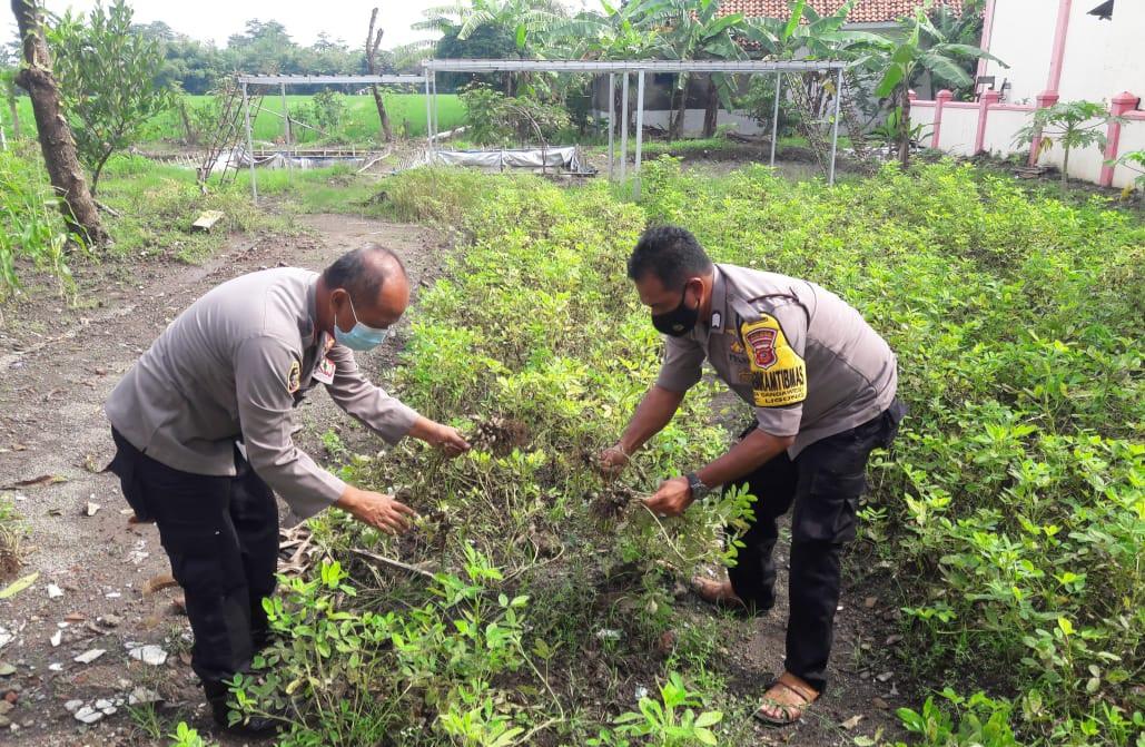 Polri Peduli Ketahanan Pangan, Polres Majalengka Polda Jabar Panen Hasil Kebun Untuk Warga Kurang Mampu