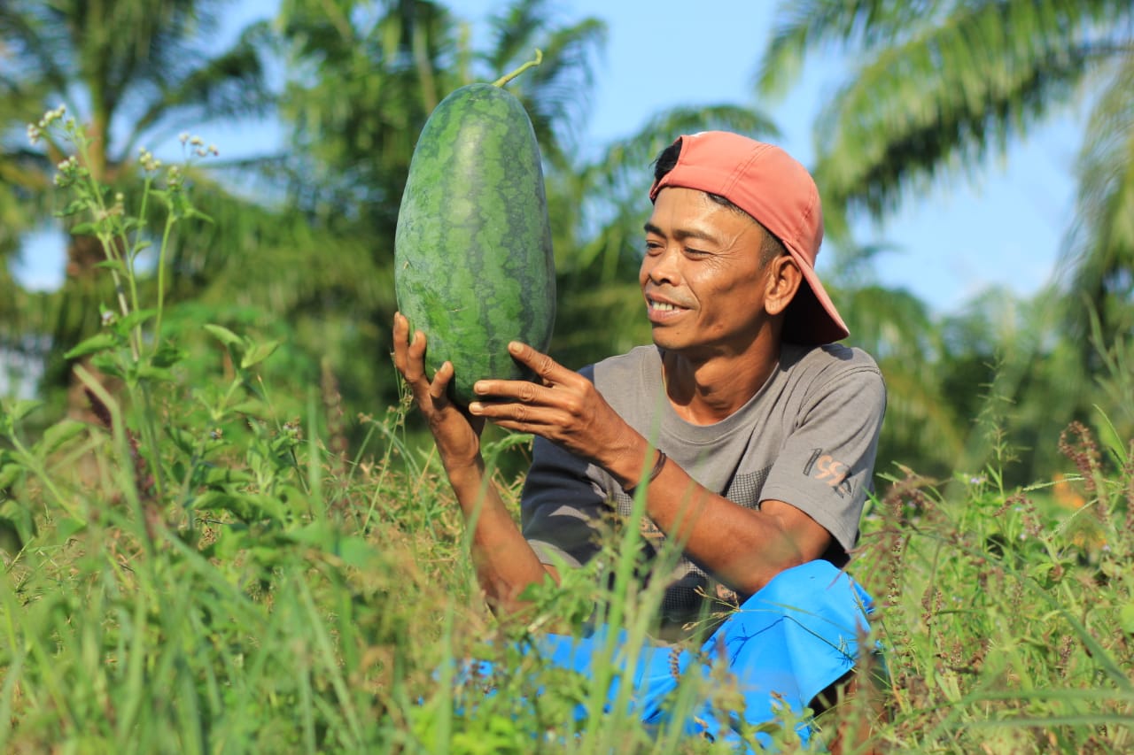 Potensi Pertanian di Desa Muara Dua Bengkalis Menjanjikan, Semangka Berbuah di Lahan Gambut