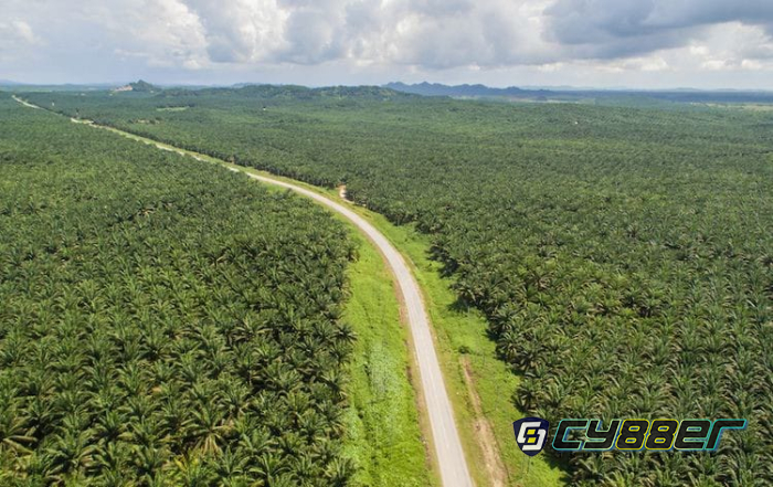 Tokoh Adat Desak Bupati Pelalawan Cabut Rekomendasi Perpanjangan HGU PT MUP