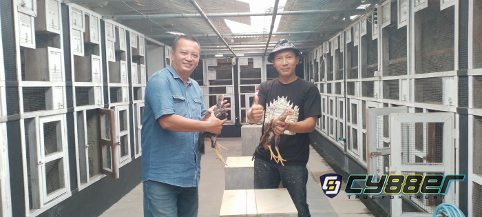 Komunitas Pecinta Ayam Ekor Lidi Klaten Berkembang
