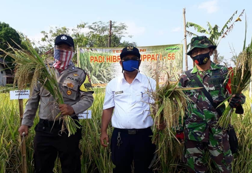 Dukung Ketahanan Pangan Desa Tangguh, Kapolsek Jatiwangi Bersama Muspika Panen Raya Padi Hibrida