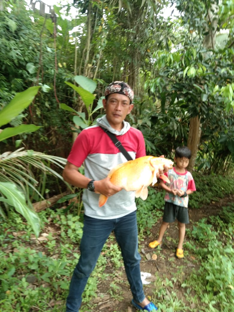 Mencoba Alih Propesi Jadi Pembudidaya Ternak Ikan Mas