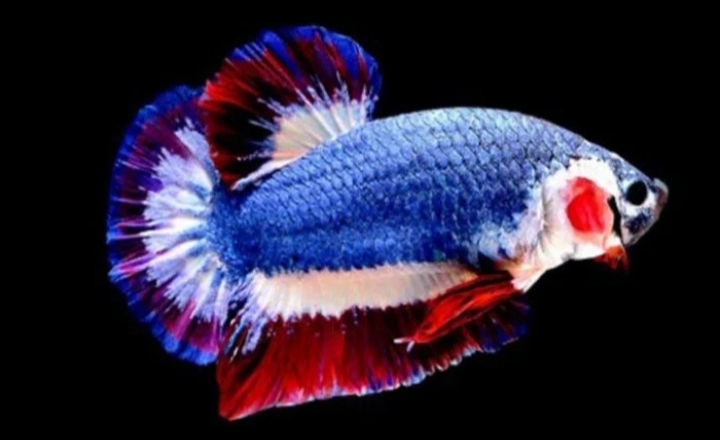 Usaha Ikan Hias Cupang Tak Mengenal Musim
