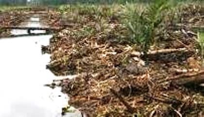 Dikonfirmasi Tanam Sawit di Lahan Gambut Sedalam 4 Meter, Humas MM "Bungkam?"