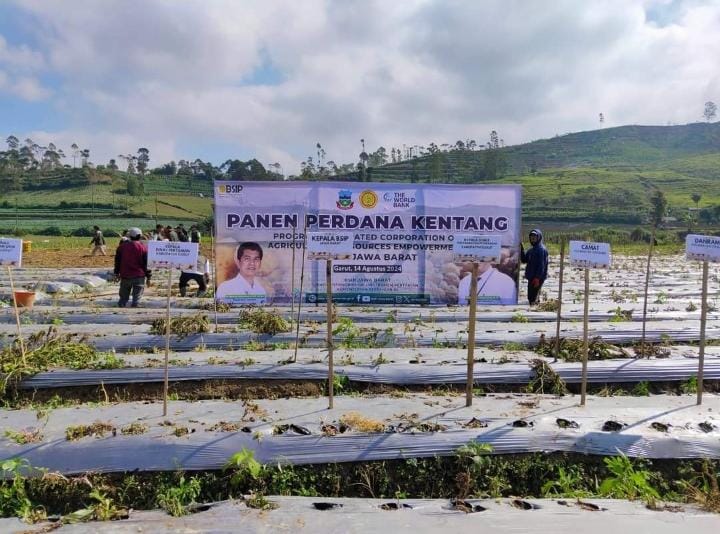 Dinas Pertanian Kabupaten Garut Hadiri Panen Perdana Kentang Program ICARE