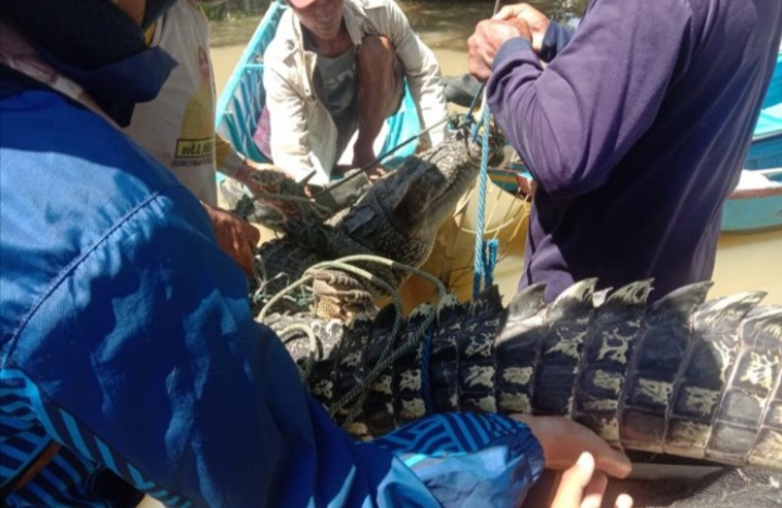 Buaya Kembali Tertangkap di Segara Anakan Cilacap