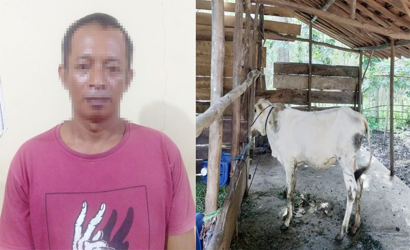 Sempat Buron, Pelaku Curat Sapi di Banjar Margo Akhirnya Ditangkap Polisi
